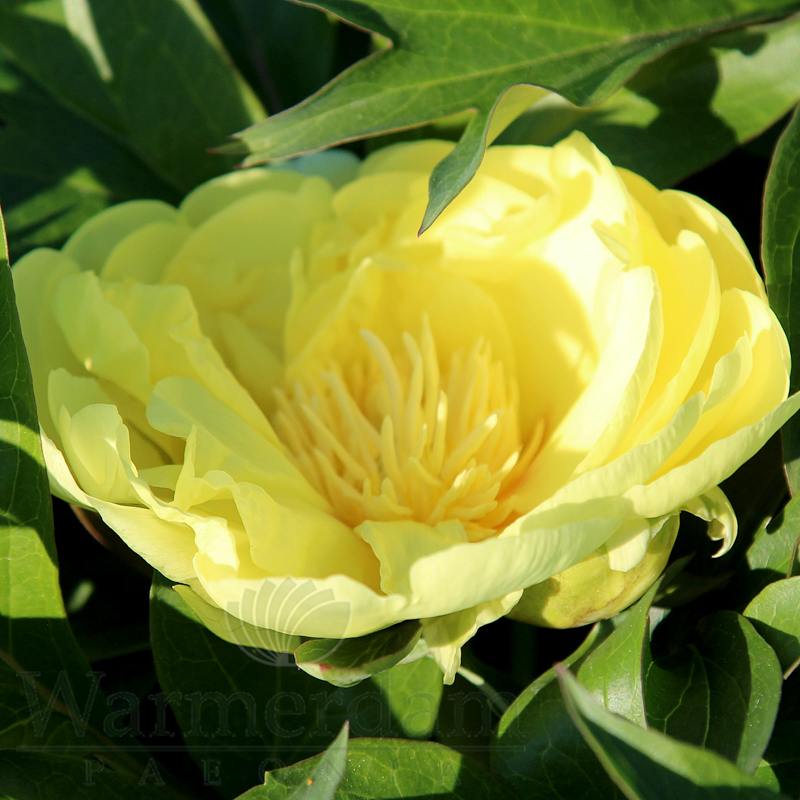 Smith Family Yellow | Warmerdam Paeonia